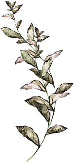 A delicate botanical illustration of a leafy branch with muted green and pink tones.