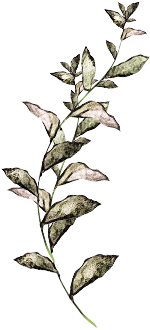 Delicate pastel flowers with green leaves on a slender stem.